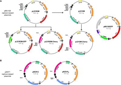 Combining Modules for Versatile and Optimal Labeling of Lactic Acid Bacteria: Two pMV158-Family Promiscuous Replicons, a Pneumococcal System for Constitutive or Inducible Gene Expression, and Two Fluorescent Proteins